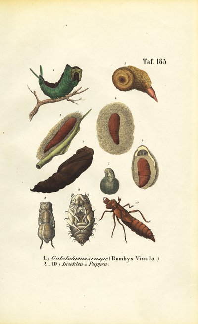 Puss Moth Rups en insectenpoppen door J. W. Tenhaeff