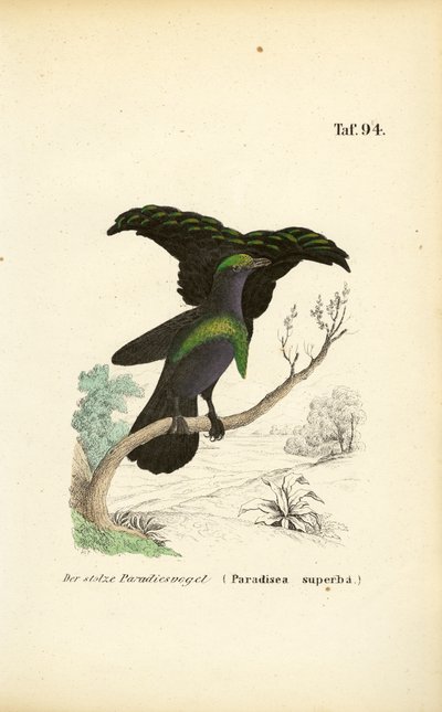 De prachtige paradijsvogel door J. W. Tenhaeff