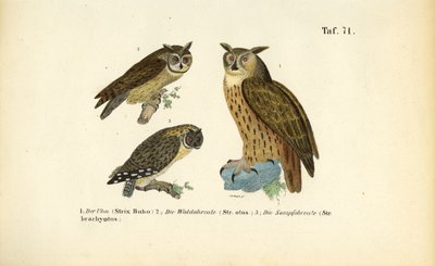 Drie uilensoorten met oorpluimen door J. W. Tenhaeff