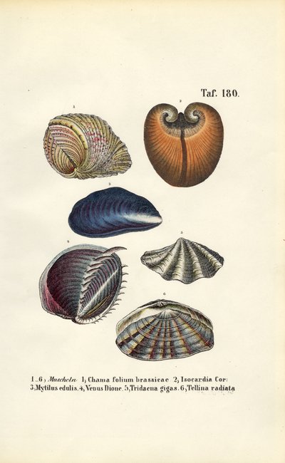 Diverse tweekleppigen door J. W. Tenhaeff