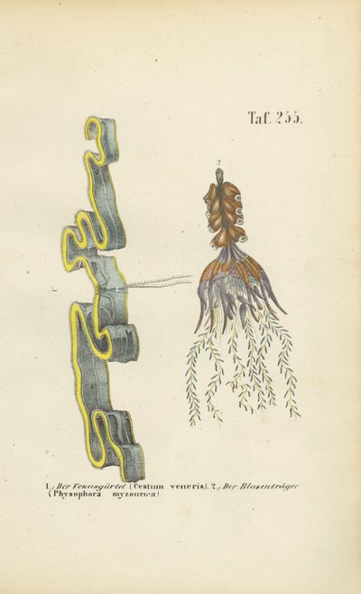 venusgordel en blaasjeskruid door J. W. Tenhaeff