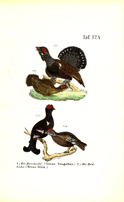 Auerhoen en korhoen door J. W. Tenhaeff