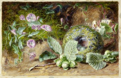 Convobuli en Nest door Jabez Bligh