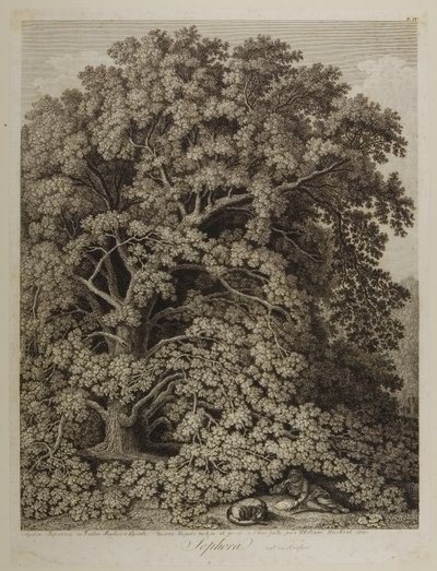 Sophora door Jacob Philippe Hackert