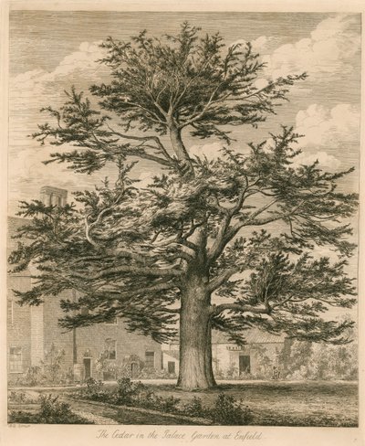 De Ceder in de Paleistuin in Enfield, Middlesex door Jacob George Strutt