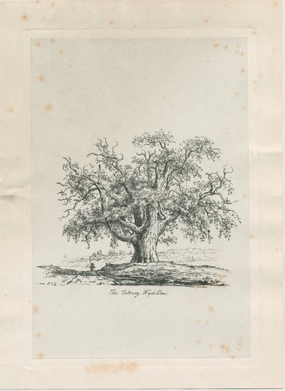Tutbury - "Wych Elm": gravure, nd [ca. 1820] door Jacob George Strutt
