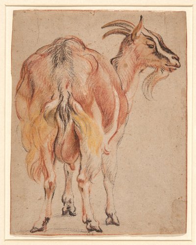Geit, c.1657 door Jacob Jordaens