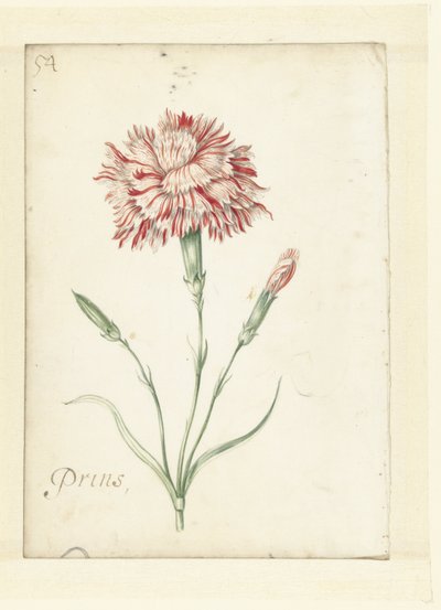 Anjer door Jacob Marrel (possibly)