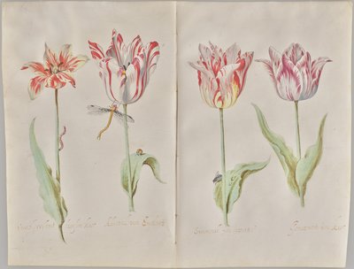 Vier tulpen door Jacob Marrel