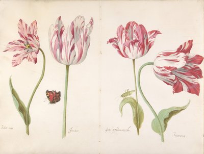 Vier Tulpen: Boter man, Joncker Edelman, Grote geplumaceerde door Jacob Marrel