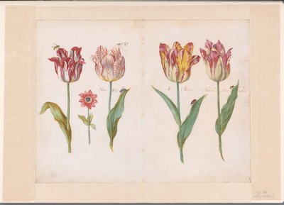 Vier tulpen met insecten en een kleinere bloem door Jacob Marrel