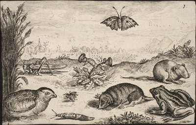 Kleine dieren en insecten: sprinkhaan, vlinder, veldmuis, patrijs, bij, slak, mol en kikker door Jacob Matham