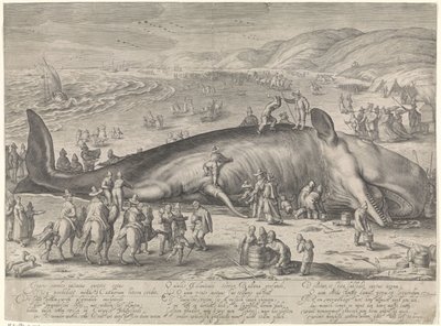 Walvis gestrand bij Berckhey, 1598 door Jacob Matham