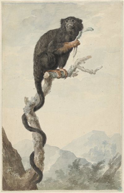 Een roodhandtamarin door Jacob Perkois