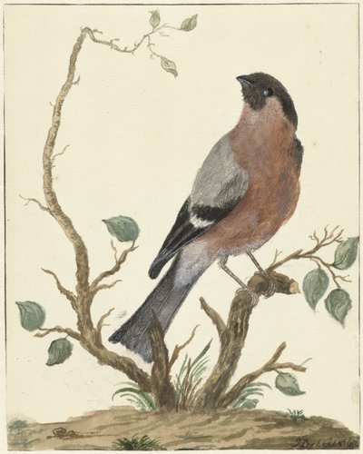 Goudvink door Jacob Perkois