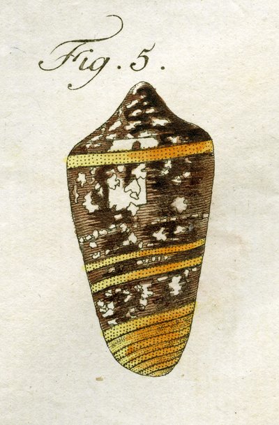 Illustratie van Conus Ammiralis (ondersoort Summus) door Jacob Xavier Schmuzer