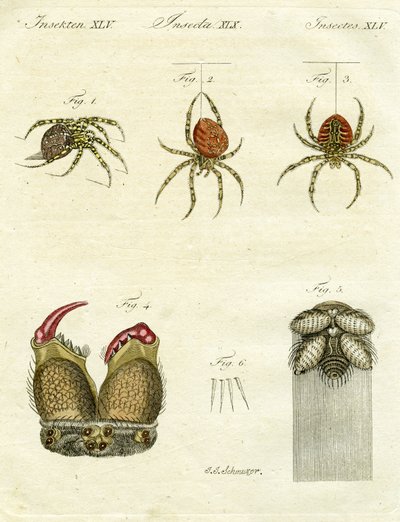 Illustratie van spinnen, 1790 door Jacob Xavier Schmuzer