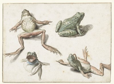 Vier studies van een kikker door Jacob de Gheyn (II)