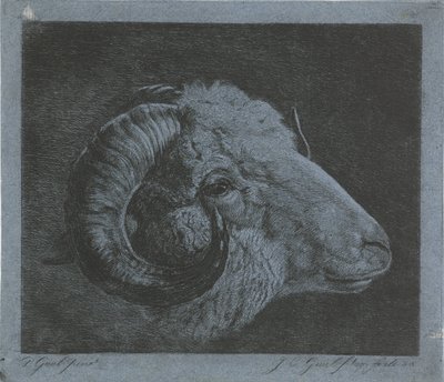 Kop van een ram met naar het oog gekromde hoorn door Jacobus Cornelis Gaal