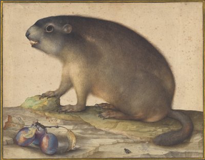 Een Marmot met een Tak Pruimen door Jacopo Ligozzi