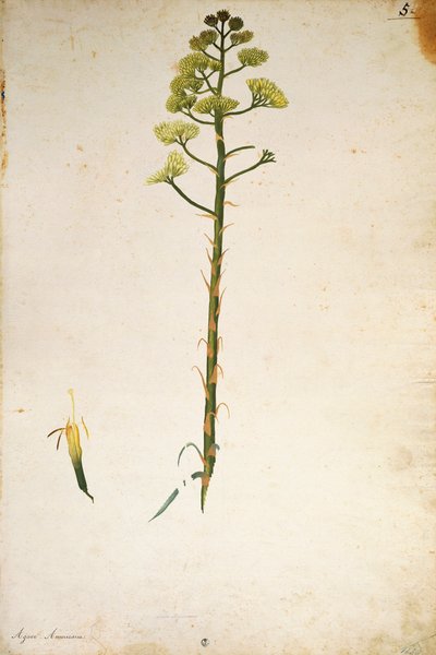 Eeuwplantbloem (Agave americana) door Jacopo Ligozzi door Jacopo Ligozzi