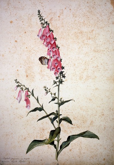 Herbarium: Digitalis purpurea met Papilio paphia door Jacopo Ligozzi