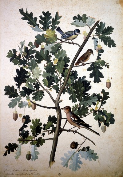 Herbarium: Quercus robur door Jacopo Ligozzi