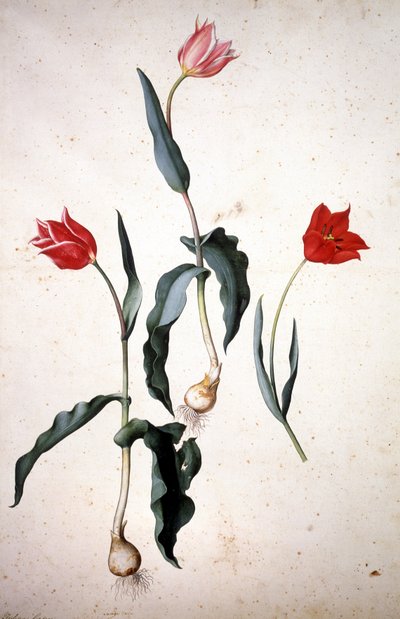 Herbarium: Tolipa Gesaeriana door Jacopo Ligozzi