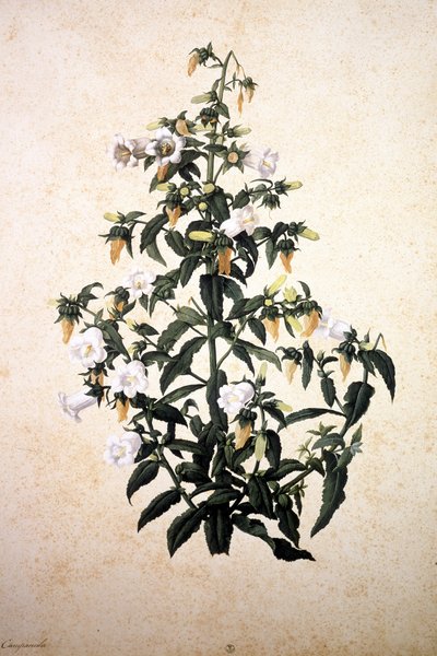 Herbarium: Campanula door Jacopo Ligozzi