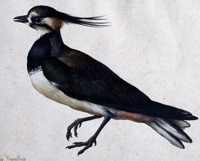 Tringa vanellus (Kievit) door Jacopo Ligozzi door Jacopo Ligozzi