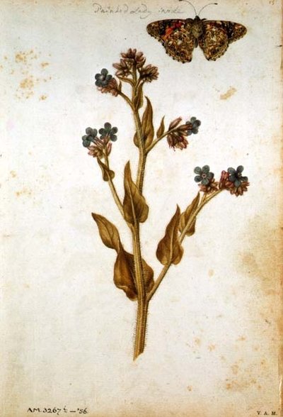 Anchusa officinalis met Painted Lady Butterfly, ca. 1568 door Jacques  Le Moyne