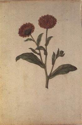 Calendula officinalis, c.1568 door Jacques  Le Moyne