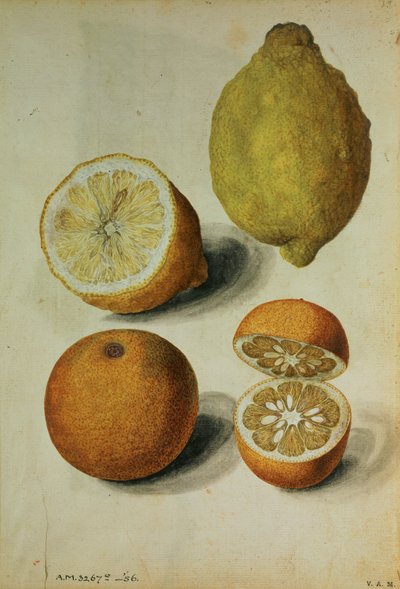 Citroenen: Citrus limonum en Citrus aurantium, c.1568 (aquarel op papier) door Jacques (1533 88) Le Moyne