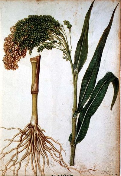 Setaria italica, ca. 1568 door Jacques  Le Moyne
