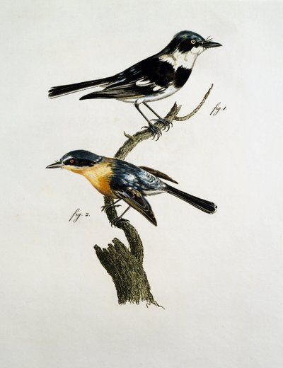 Mannelijke en vrouwelijke Pririt Batis (Batis pririt) door Jacques (after) Barraband