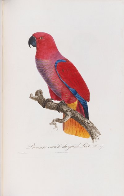 Première variété du Grand Lori, gegraveerd door Langlois, ca. 1801-05 door Jacques Barraband