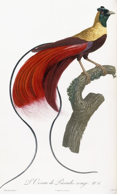 Rode Paradijsvogel door Jacques Barraband