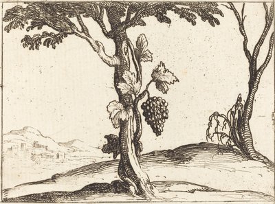 Tros Druiven door Jacques Callot