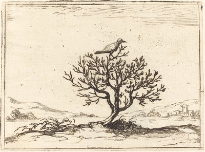 Nachtegaal in een Struik, 1628 door Jacques Callot