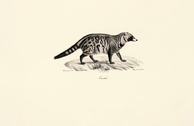 Afrikaanse Civet (Civettictis civetta) door Jacques Christophe Werner