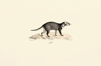 Afrikaanse Civet door Jacques Christophe Werner