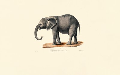 Afrikaanse olifant (jong) door Jacques Christophe Werner