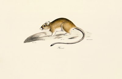 Afrikaanse Gerbil door Jacques Christophe Werner