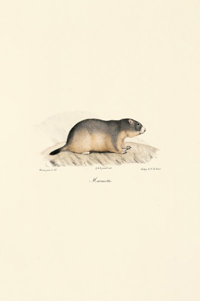 Alpenmot door Jacques Christophe Werner