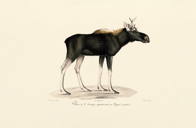 Amerikaanse Eland (Alces americanus) door Jacques Christophe Werner