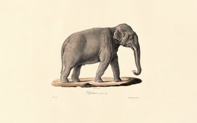 Aziatische olifant door Jacques Christophe Werner