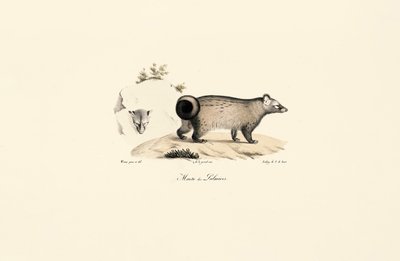 Aziatische Palm Civet door Jacques Christophe Werner