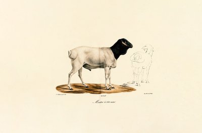 Zwartkopschaap door Jacques Christophe Werner