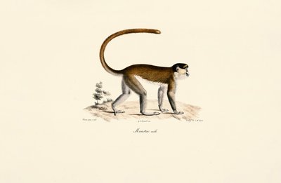  door Jacques Christophe Werner