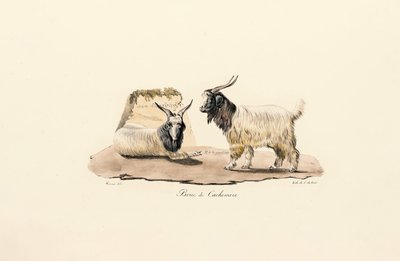  door Jacques Christophe Werner